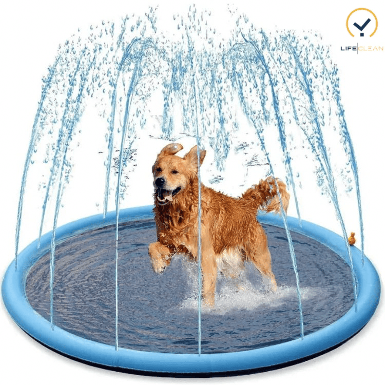 Splash Dog | O paraíso aquático do seu melhor amigo